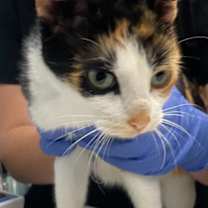 Thumbnail photo of Sugar Plum #2