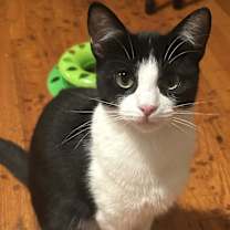 Thumbnail photo of Lollipop #1