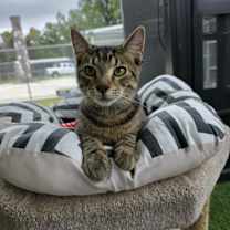 Thumbnail photo of Axel #4