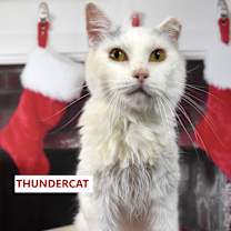 Thumbnail photo of Thundercat #1