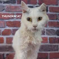Thumbnail photo of Thundercat #2