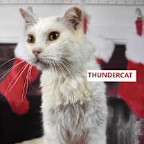 Thumbnail photo of Thundercat #3