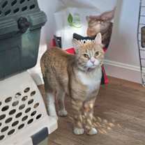 Thumbnail photo of Banjo #2