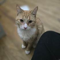 Thumbnail photo of Banjo #3