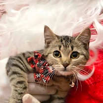 Thumbnail photo of Piper Schim-AR #1