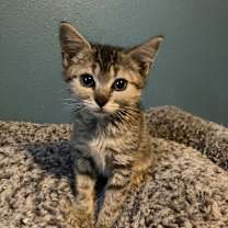 Thumbnail photo of Piper Schim-AR #2