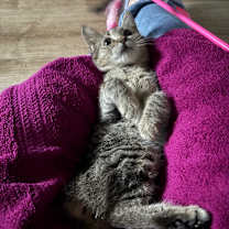 Thumbnail photo of Piper Schim-AR #3