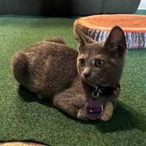 Thumbnail photo of Pocahontas #1