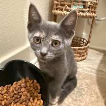 Thumbnail photo of Pocahontas #2