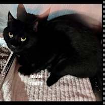 Thumbnail photo of BEAN #1