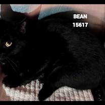 Thumbnail photo of BEAN #2