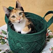 Thumbnail photo of PIPER #3