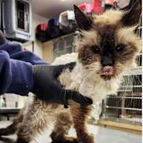 Thumbnail photo of Slinky #2