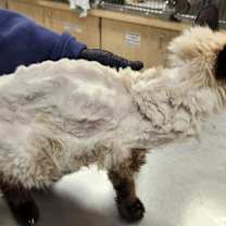 Thumbnail photo of Slinky #3