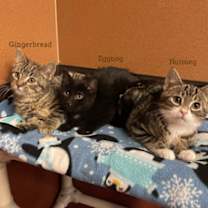 Thumbnail photo of Gingerbread #2