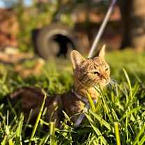 Thumbnail photo of MishMish #3