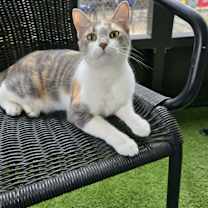 Thumbnail photo of Torbie *SPONSORED* #1