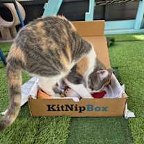 Thumbnail photo of Torbie *SPONSORED* #3