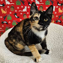 Thumbnail photo of PRUDENCE #2