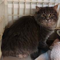 Thumbnail photo of Packy #3