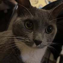 Thumbnail photo of Leo 6000 #3