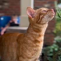 Thumbnail photo of Sol #4