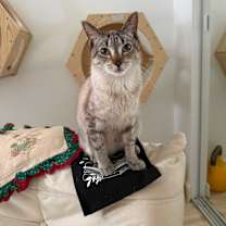 Thumbnail photo of Khan #2