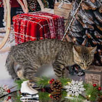 Thumbnail photo of Bobby #2