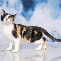 Thumbnail photo of Lucy #1