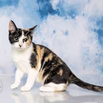 Thumbnail photo of Lucy #3