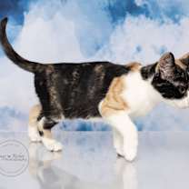 Thumbnail photo of Lucy #4