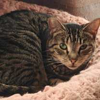 Thumbnail photo of ABBY #1