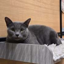 Thumbnail photo of Cindy #1