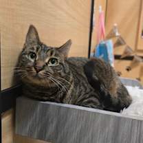 Thumbnail photo of Munchkin #1