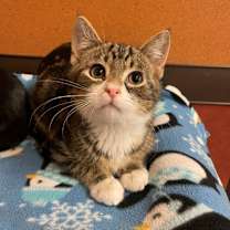 Thumbnail photo of Nutmeg #1