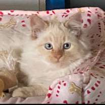 Thumbnail photo of Blitzen #1