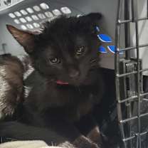 Thumbnail photo of Jett #1