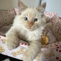 Thumbnail photo of Blitzen #2