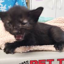 Thumbnail photo of Ciara #3