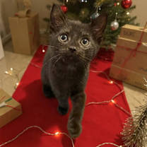 Thumbnail photo of Jingle Icemittens #1