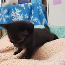 Thumbnail photo of Ciara #4