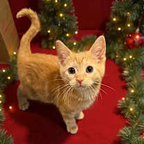 Thumbnail photo of Tinsel Candyfluff #1