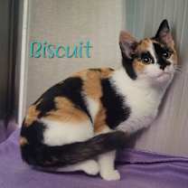 Thumbnail photo of Biscuit  #2