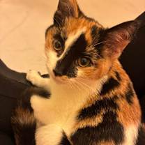 Thumbnail photo of Biscuit  #3