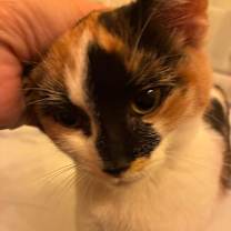 Thumbnail photo of Biscuit  #4