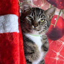 Thumbnail photo of Mittens #2