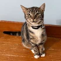 Thumbnail photo of Mittens #3