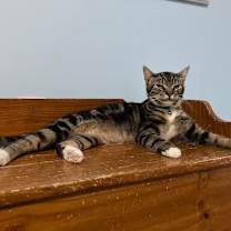 Thumbnail photo of Mittens #4