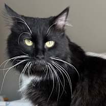 Thumbnail photo of Mulligan #1