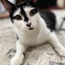 Thumbnail photo of Joey #2